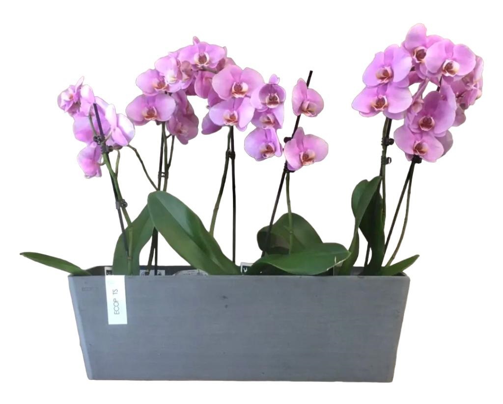 https://www.fioristacilloni.it/wp-content/uploads/2019/06/vaso-orchidea.jpg