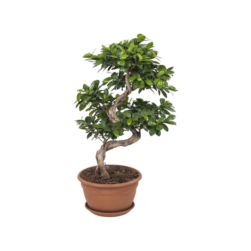 Bonsai da appartamento con consegna a domicilio - Interflora