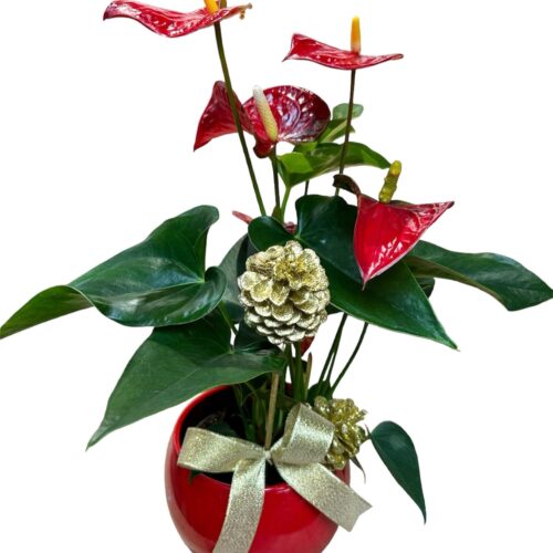 Anthurium