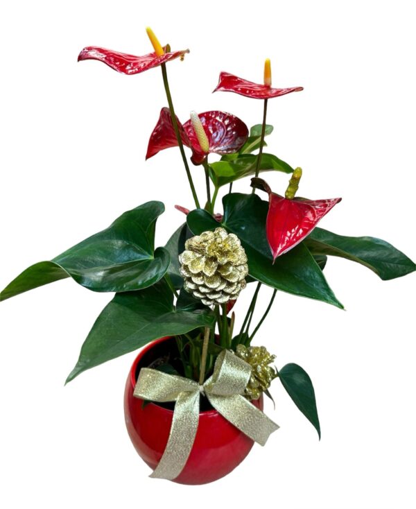 Anthurium