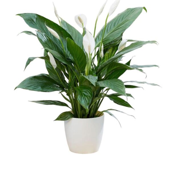 Spathiphyllum