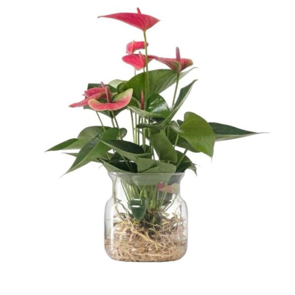 anthurium idroponica