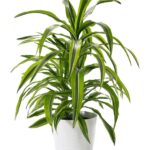 dracaena lemon lime