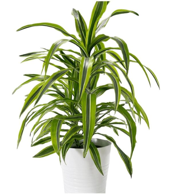 dracaena lemon lime