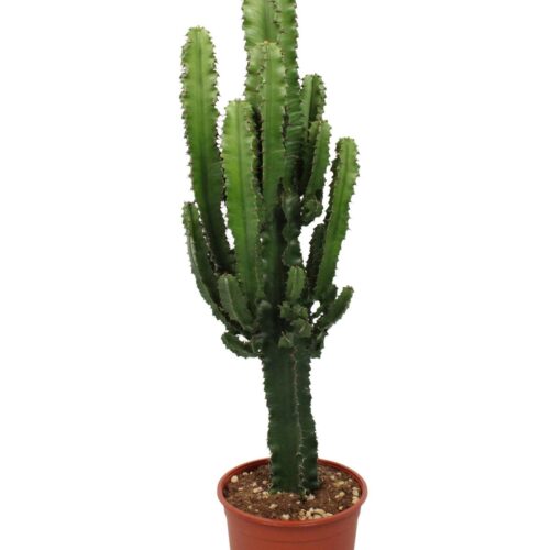 Euphorbia Eritrea