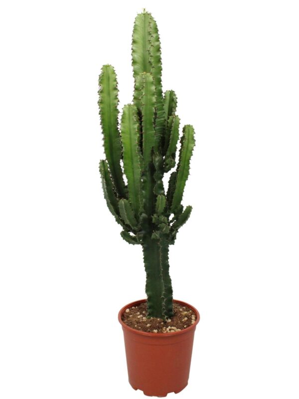 Euphorbia Eritrea