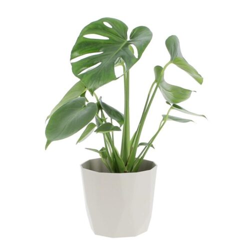 Monstera Deliciosa