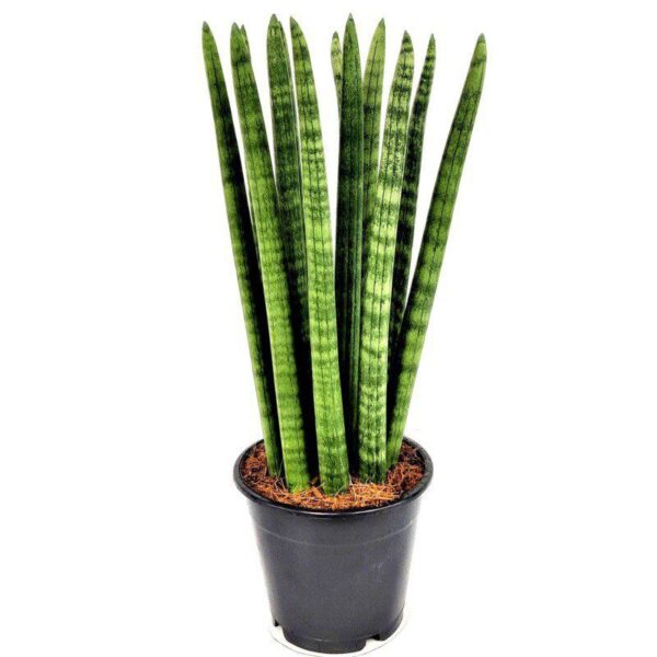 Sanseveria Cylindrica