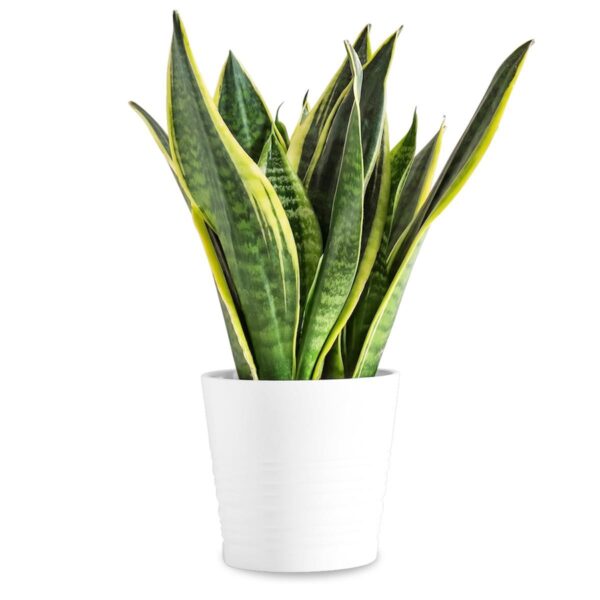 Sansevieria Laurentii