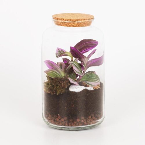 Terrarium con Tradescantia