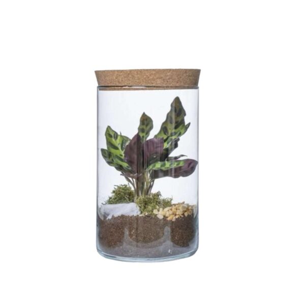 Terrarium con pianta