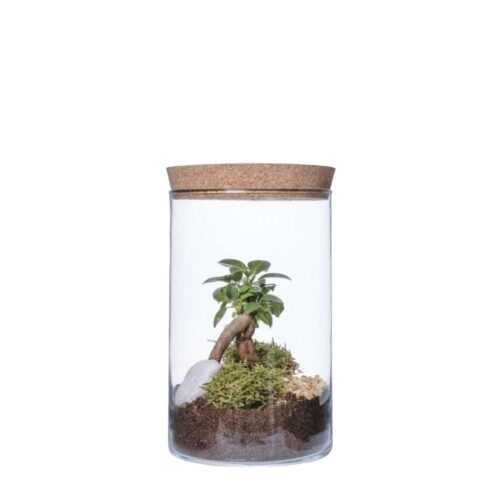 Terrarium Ficus Ginseng