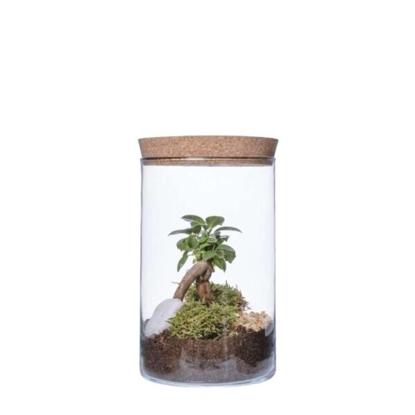 Terrarium Ficus Ginseng