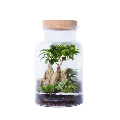 Terrarium Ficus Ginseng